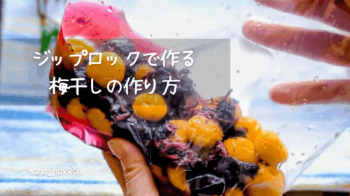 ジップロックで作る梅干しの作り方