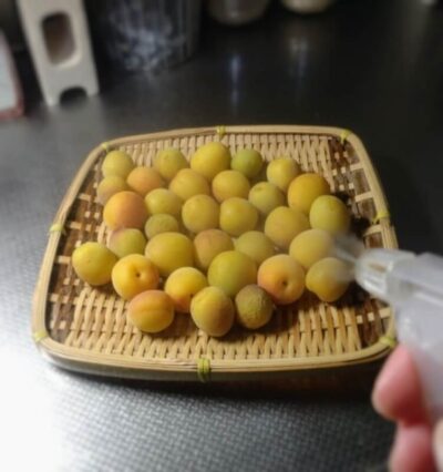 梅に焼酎を吹きかける作業