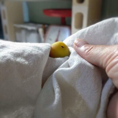 水で洗った梅をふきんで水気を取っている