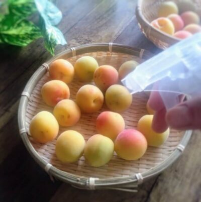梅干し作り前に梅へ焼酎を吹きかけて消毒する様子