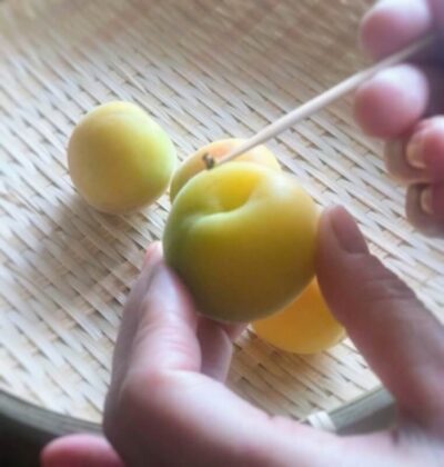 「梅干し作りの下準備で梅のヘタを取る作業