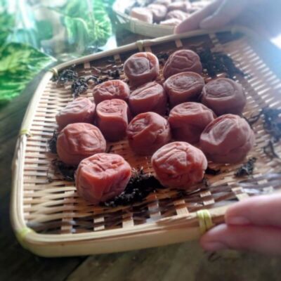 土用干しを終えた梅干し
